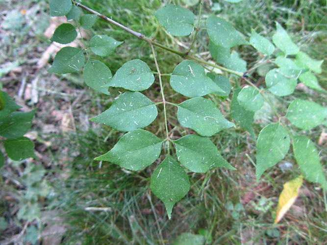IMG_2203 (Populus tremuloides).jpg