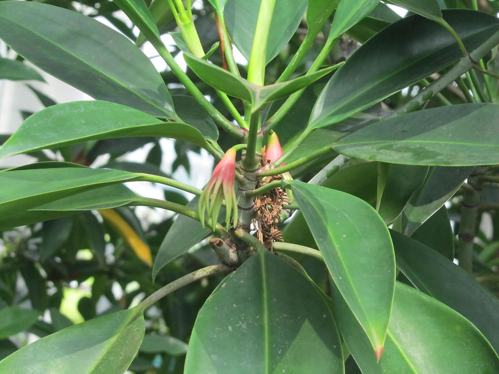 Bruguiera gymnorhiza