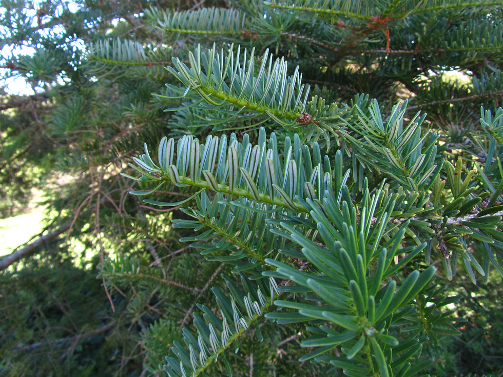 Abies fargesii