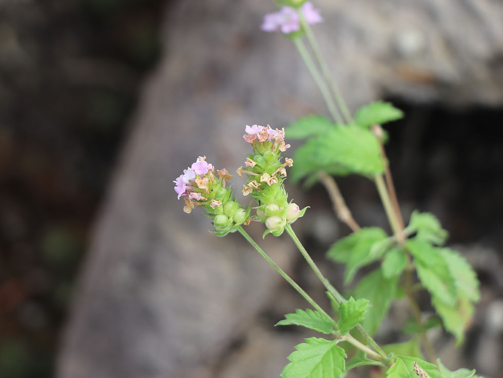 Lantana achyranthifolia