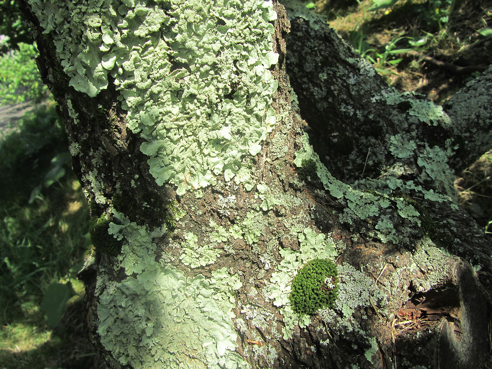 Prunus maritima f. flava