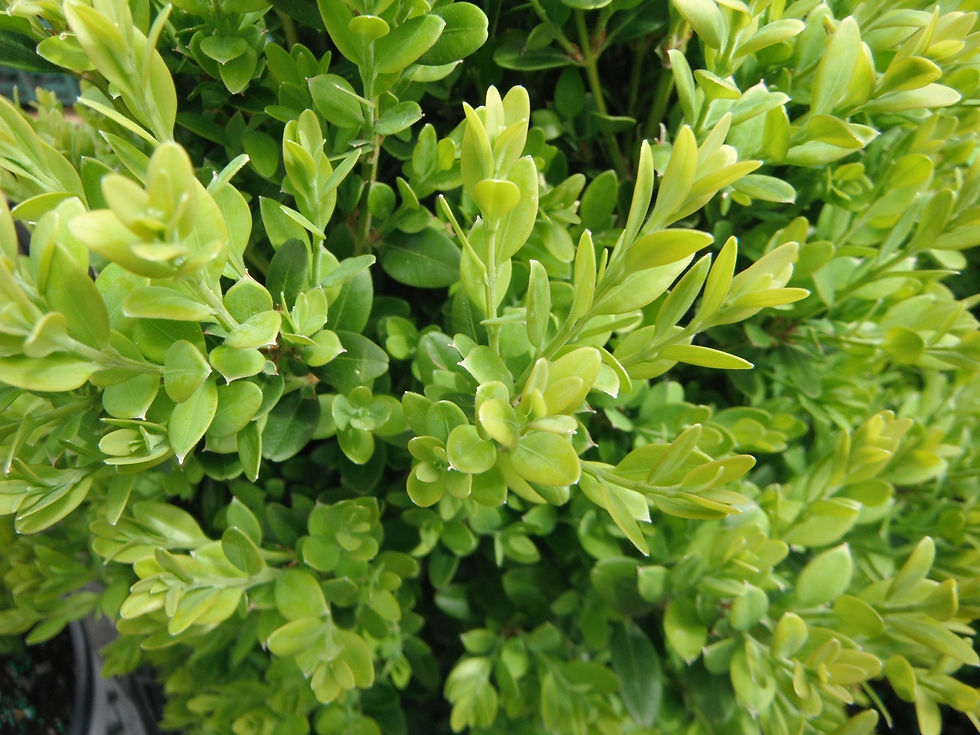Buxus microphylla 'Green Mountain'
