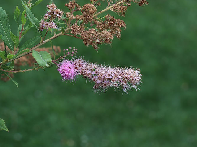 IMG_2203 (Populus tremuloides).jpg