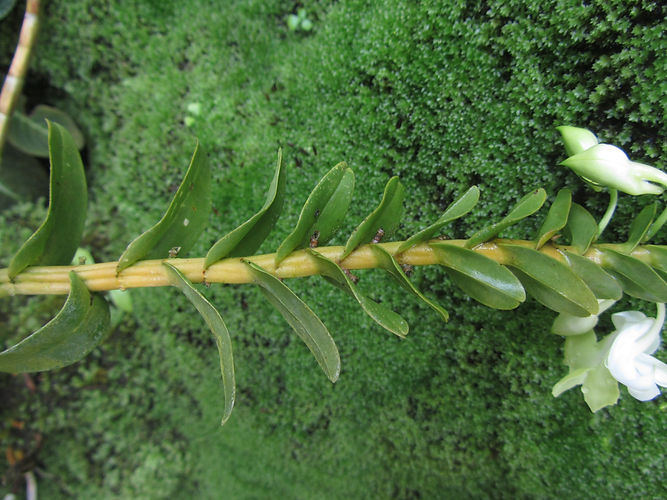 IMG_2203 (Populus tremuloides).jpg