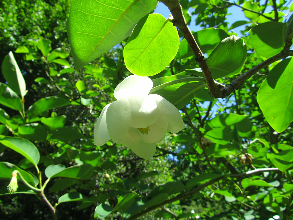 Magnolia sieboldii