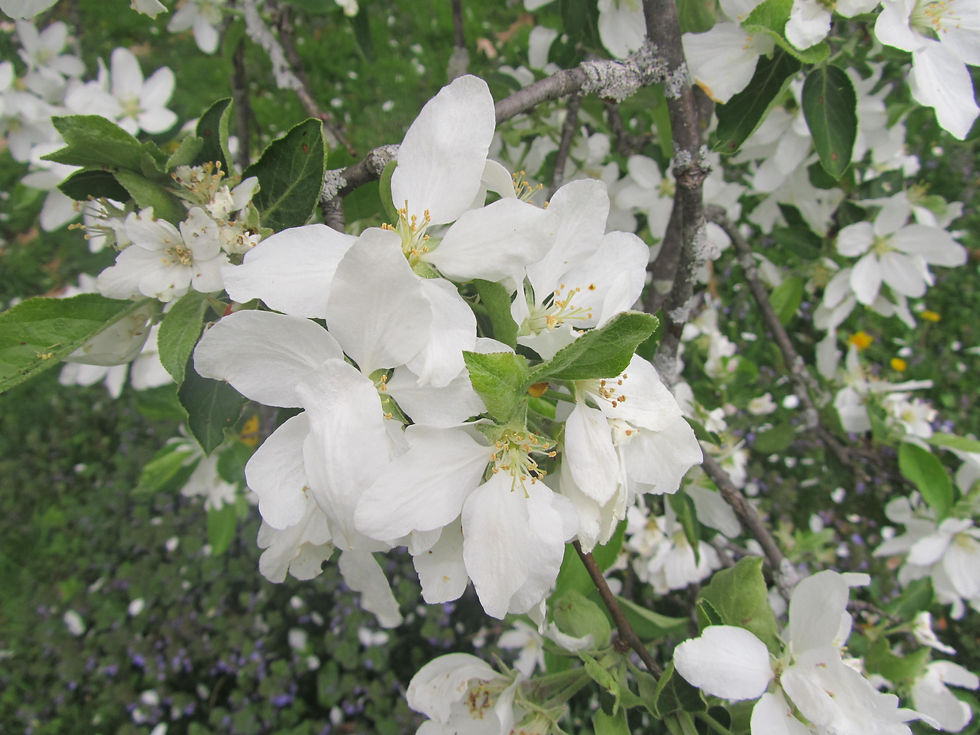 Malus asiatica