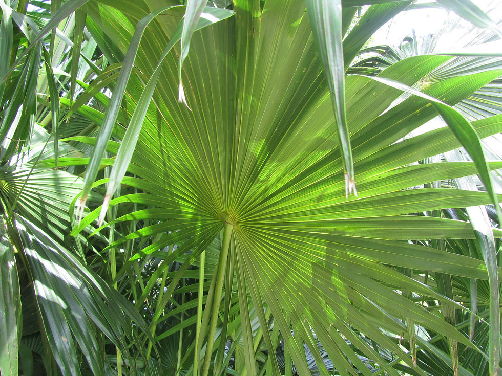 Thrinax radiata