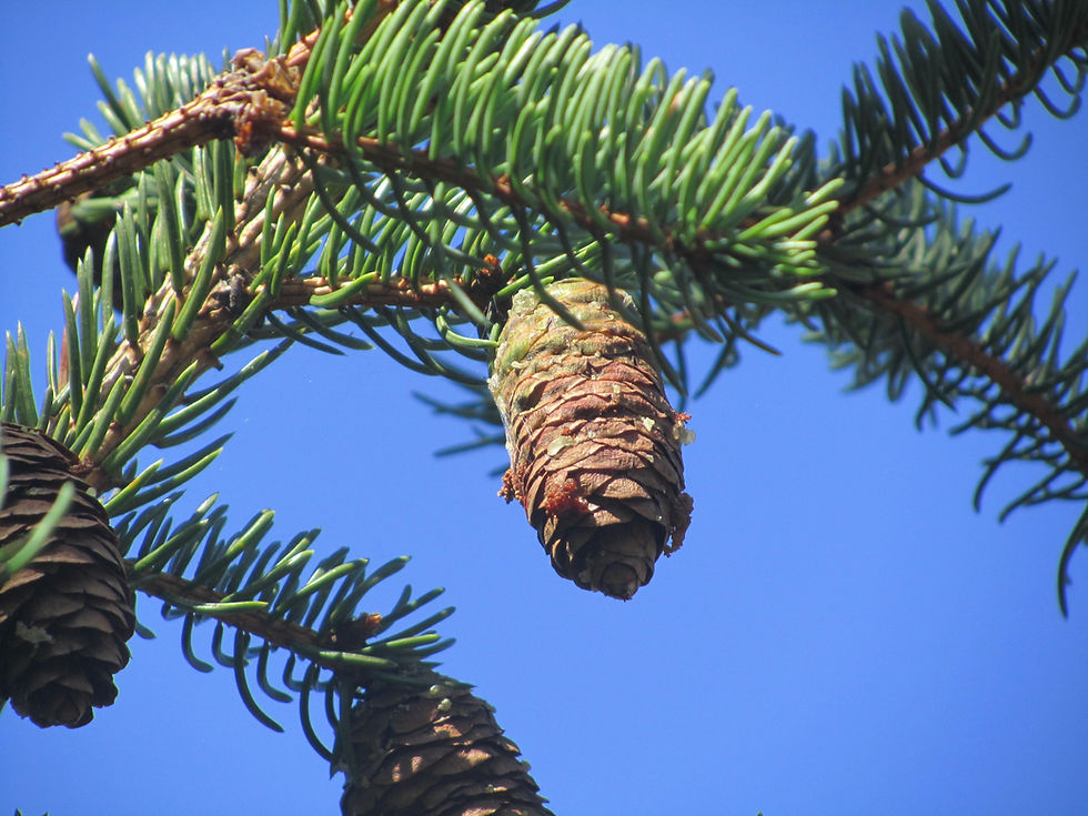 Picea koraiensis