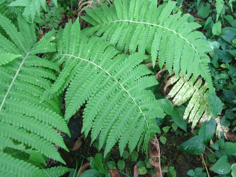 Thelypteris parasitica