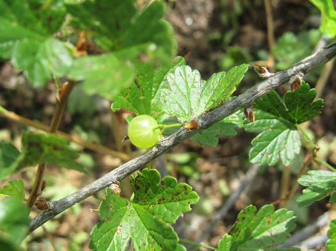 IMG_2203 (Populus tremuloides).jpg