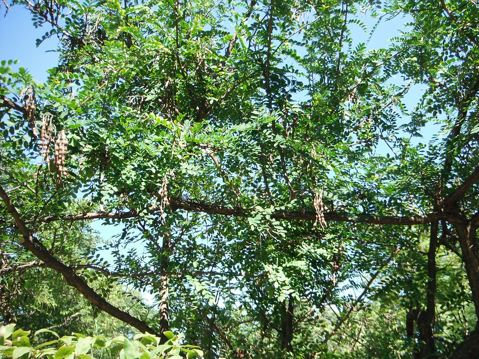 Sophora davidii