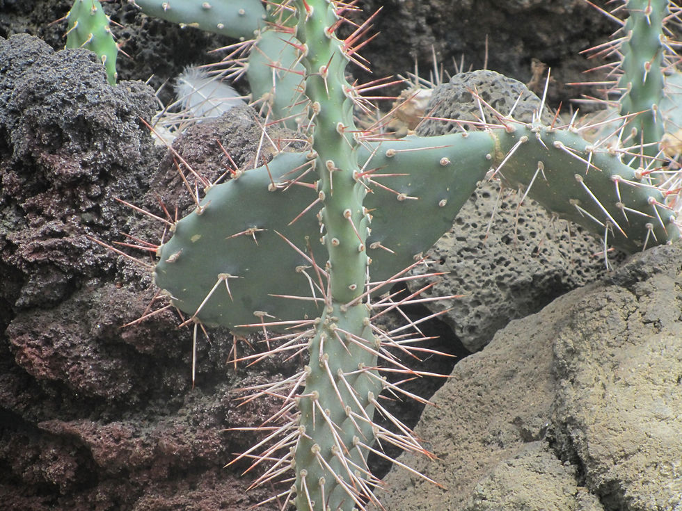 Opuntia sulphurea