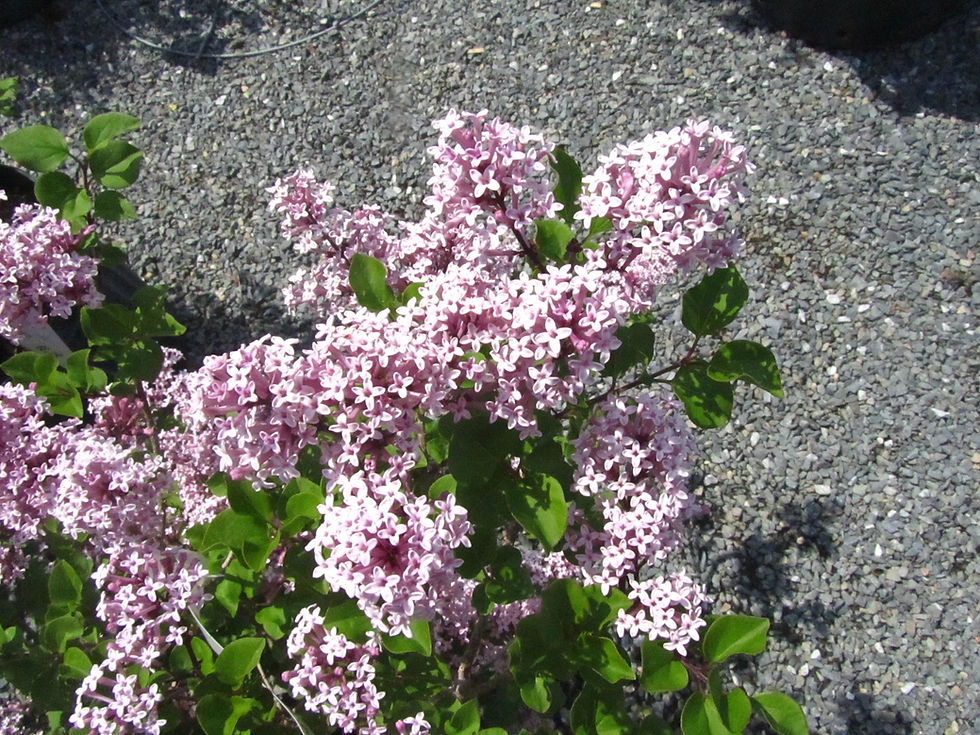 Syringa pubescens ssp. pubescens 'Palibin'