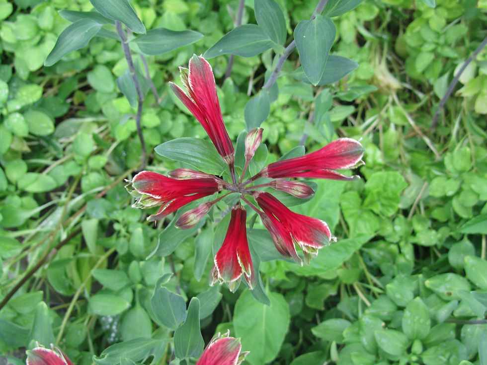 Alstroemeria psittacina