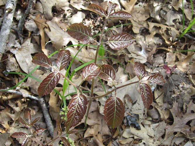 IMG_2203 (Populus tremuloides).jpg