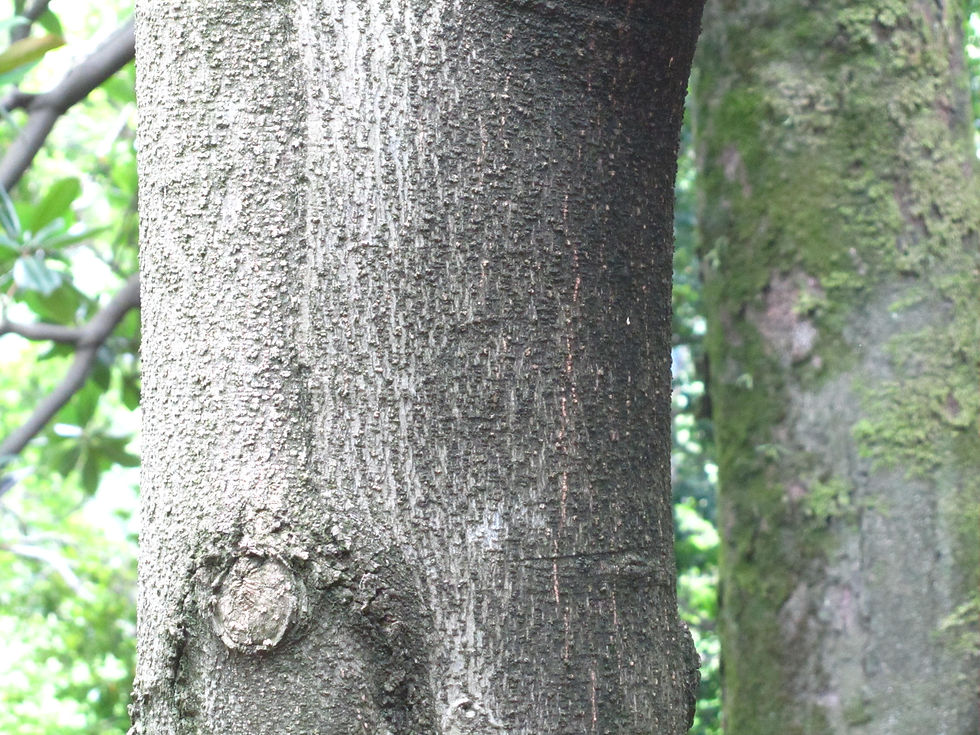 Magnolia compressa
