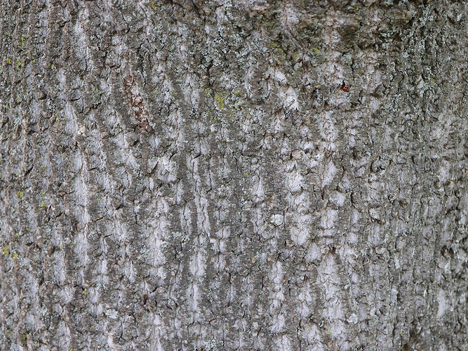 IMG_2203 (Populus tremuloides).jpg