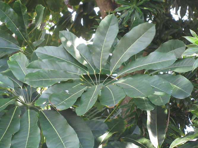 IMG_2203 (Populus tremuloides).jpg