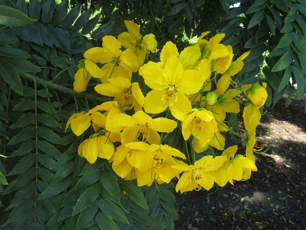 Cassia leptophylla