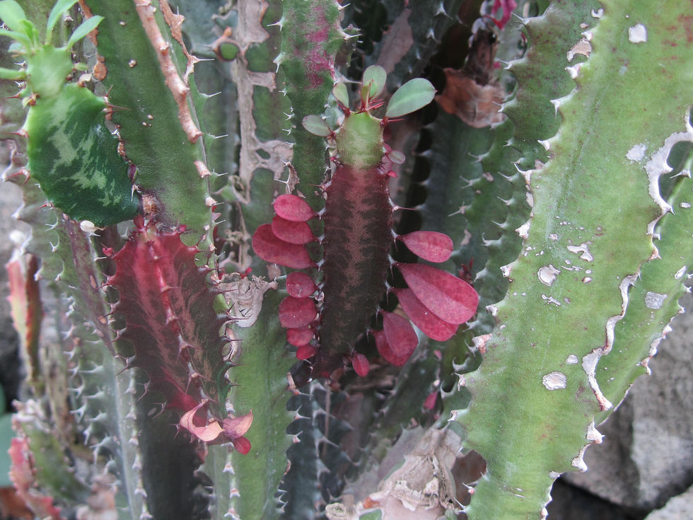 Euphorbia trigona f. variegata