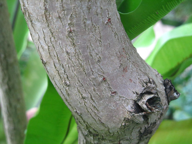 IMG_2203 (Populus tremuloides).jpg