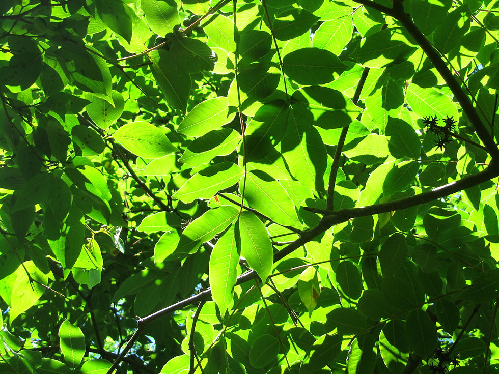 Phellodendron chinense