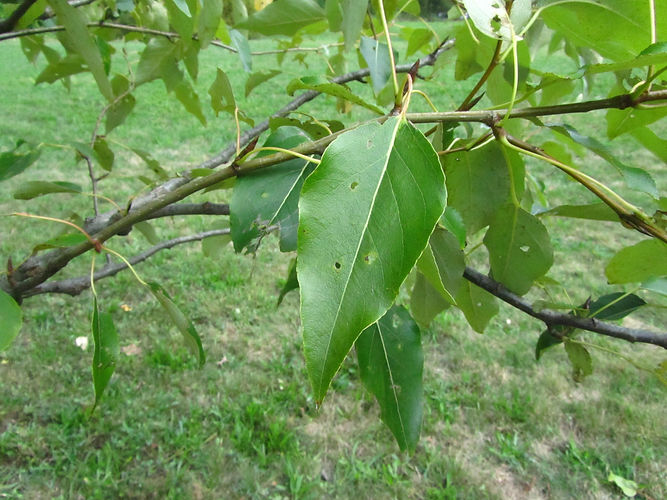 IMG_2203 (Populus tremuloides).jpg