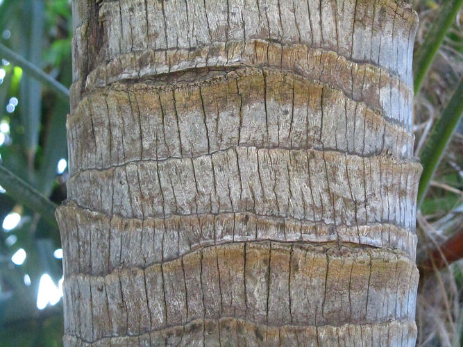 IMG_2203 (Populus tremuloides).jpg