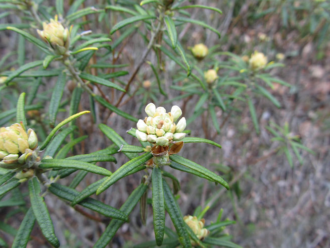 IMG_2203 (Populus tremuloides).jpg