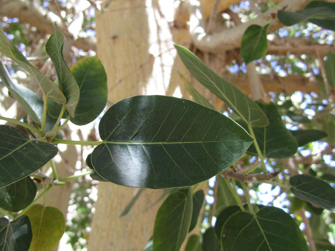 IMG_2203 (Populus tremuloides).jpg