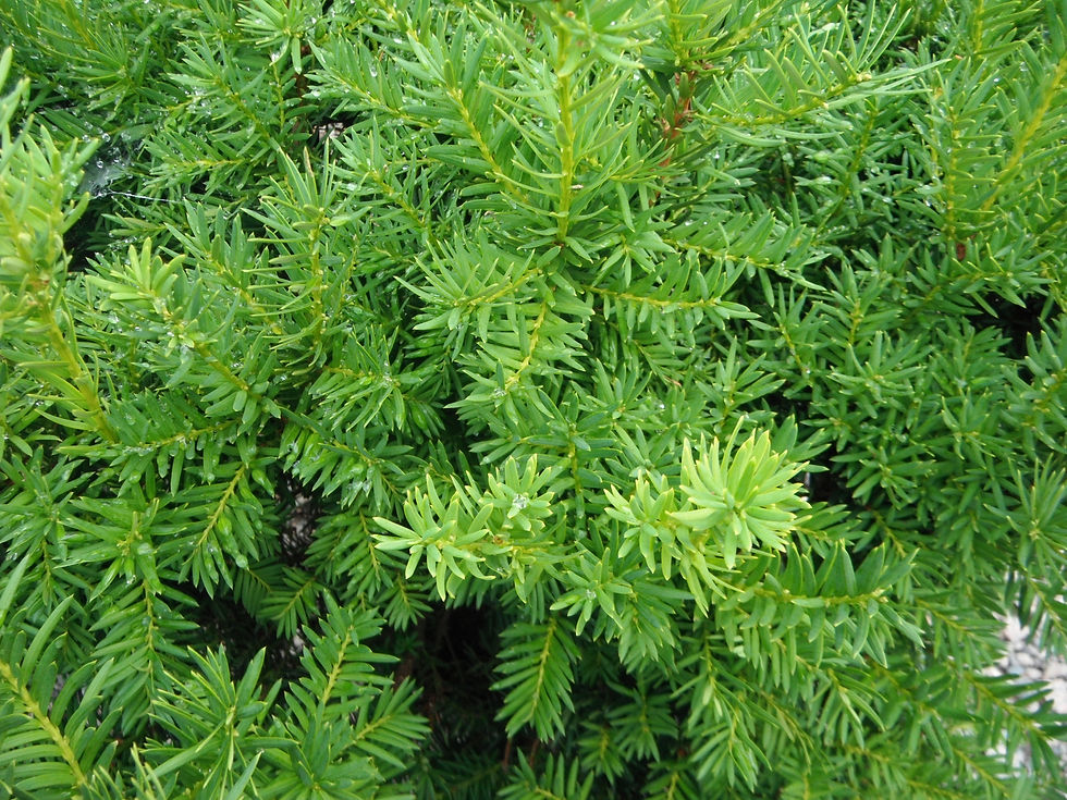 Taxus x media