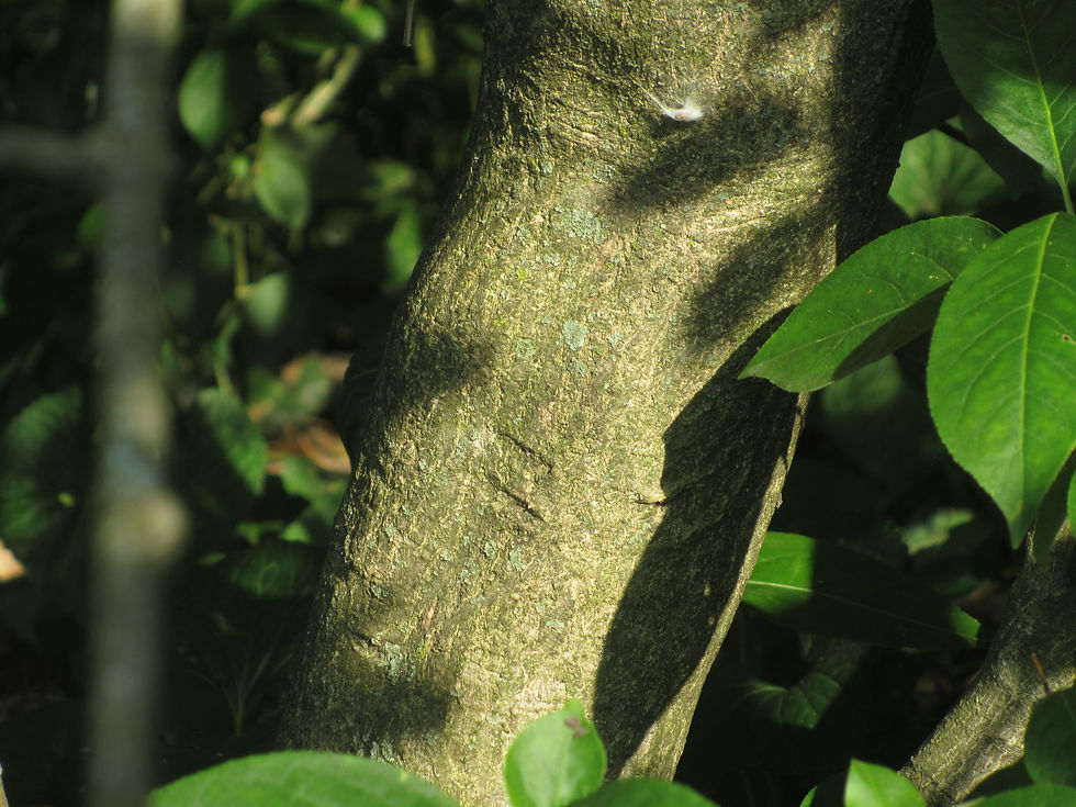 Euonymus atropurpureus