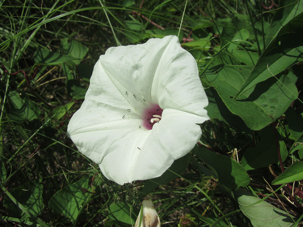 Ipomoea pandurata