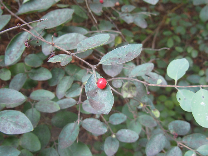 IMG_2203 (Populus tremuloides).jpg