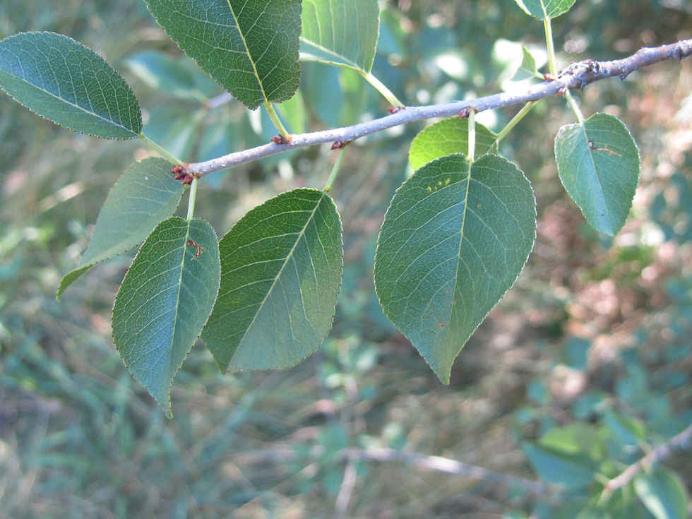 Prunus mahaleb