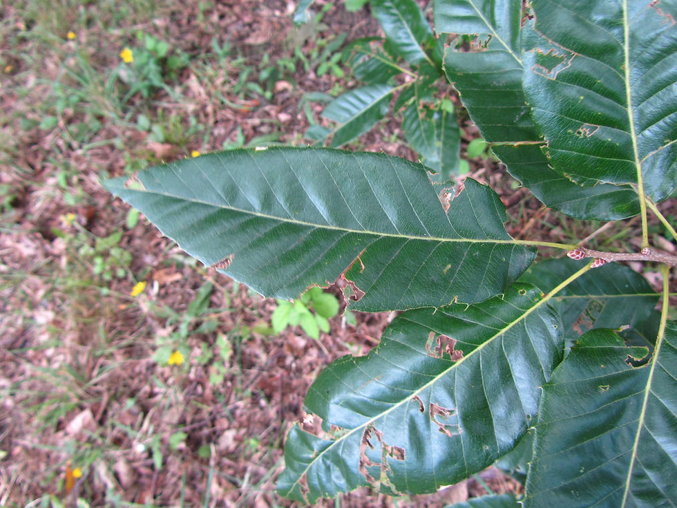 Quercus variabilis