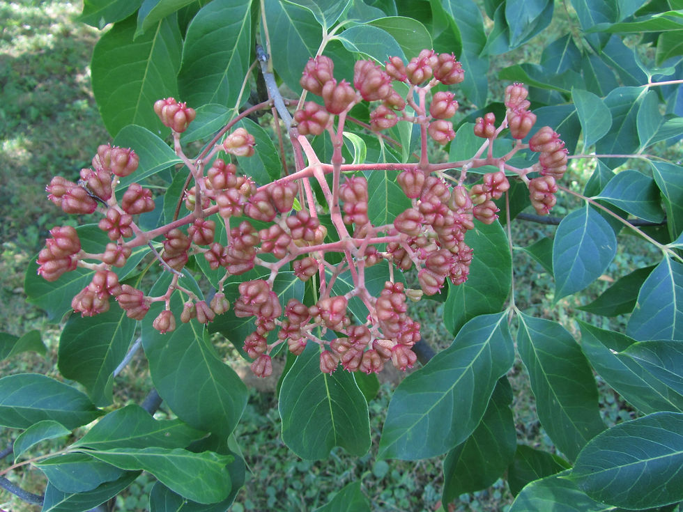 Tetradium daniellii