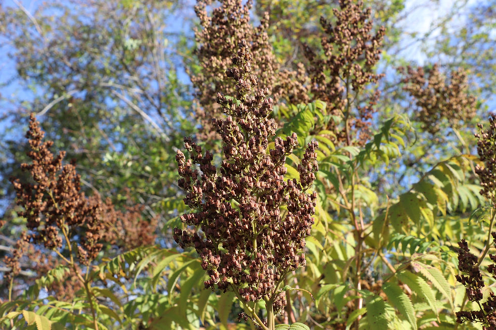 Sorbaria sorbifolia var. stellipila