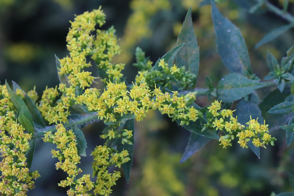 Solidago rugosa