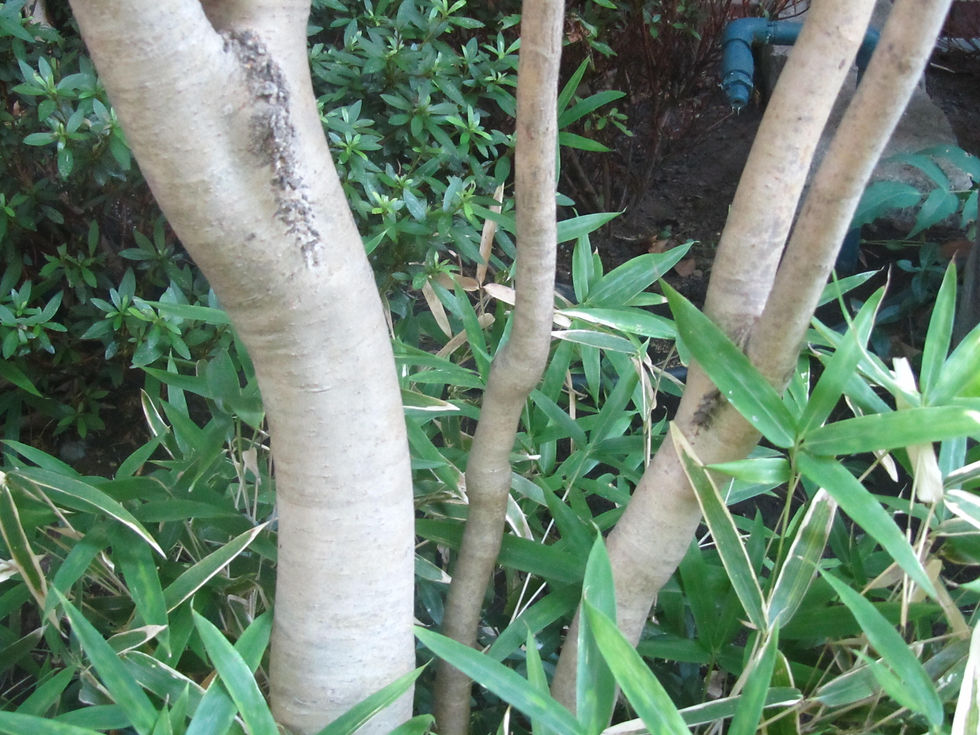 Dendropanax trifidus