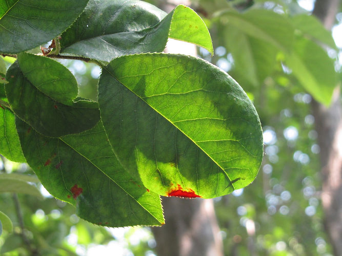IMG_2203 (Populus tremuloides).jpg