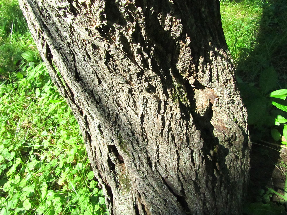 Prunus armeniaca