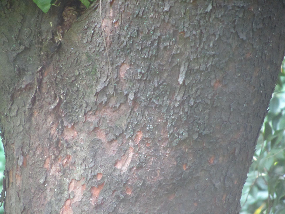 Pyrenaria microcarpa var. microcarpa