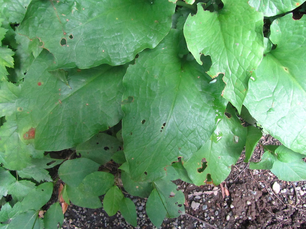 Cardiocrinum cordatum