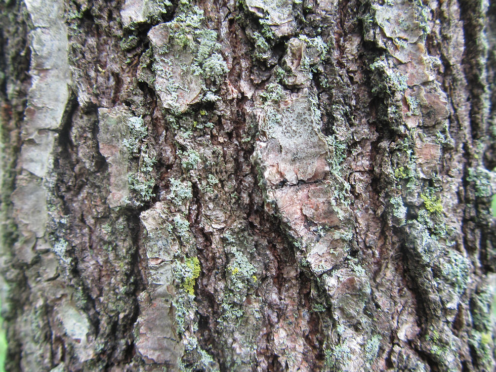 Quercus texana