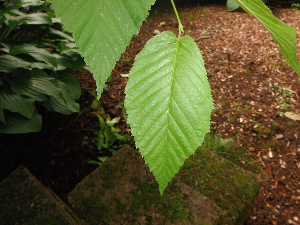 Betula lenta