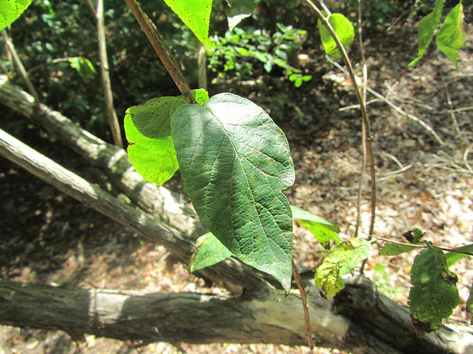 IMG_2203 (Populus tremuloides).jpg