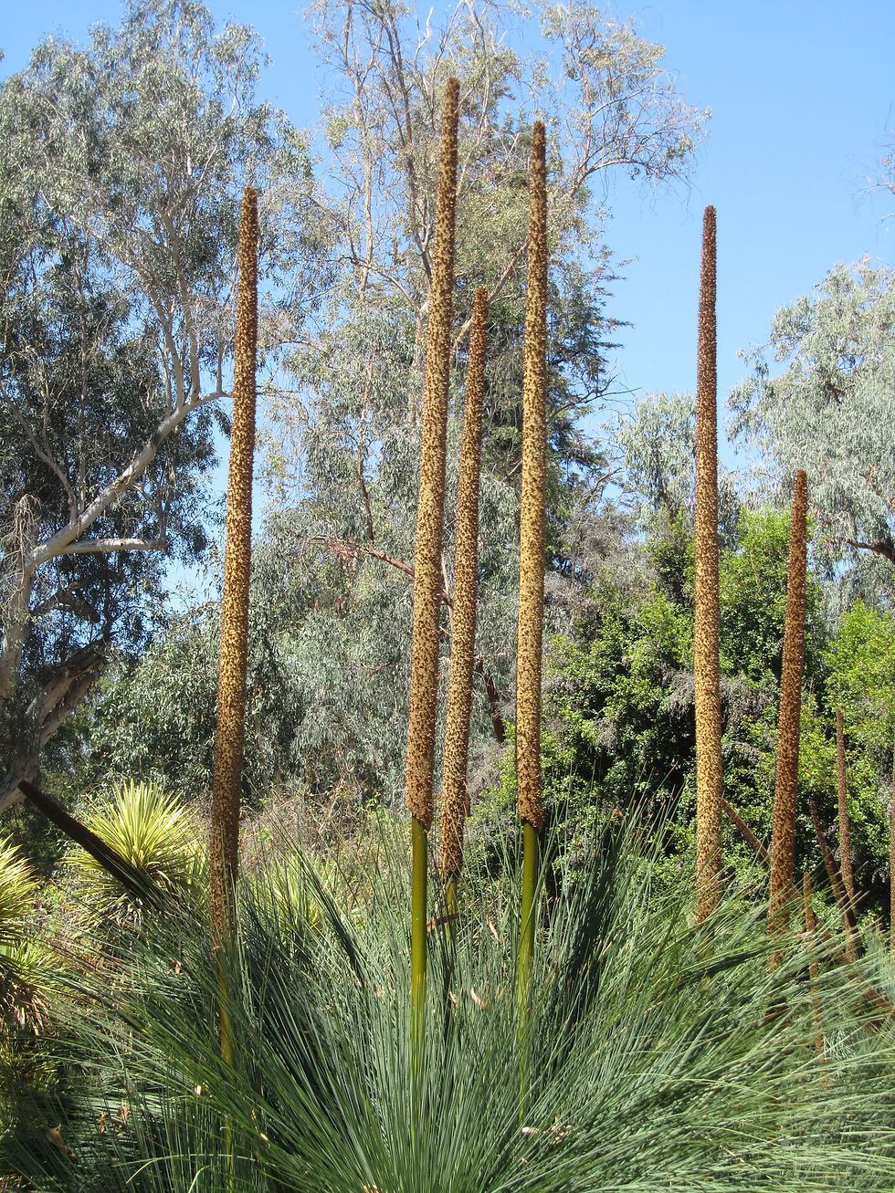 Xanthorrhoea quadrangulata