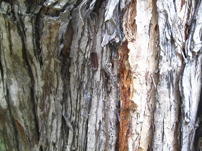 IMG_2203 (Populus tremuloides).jpg