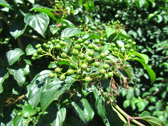 IMG_2203 (Populus tremuloides).jpg